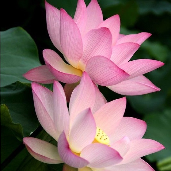 🤍UNIVERSAL SOULS🤍 - Picture 1 of 1